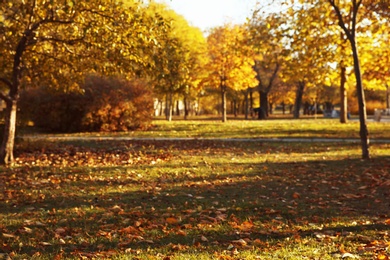 Photo of Blurred view of beautiful autumn park with fallen leaves on ground