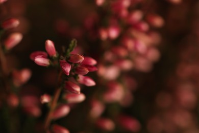 Heather twig with beautiful flowers on blurred background, closeup