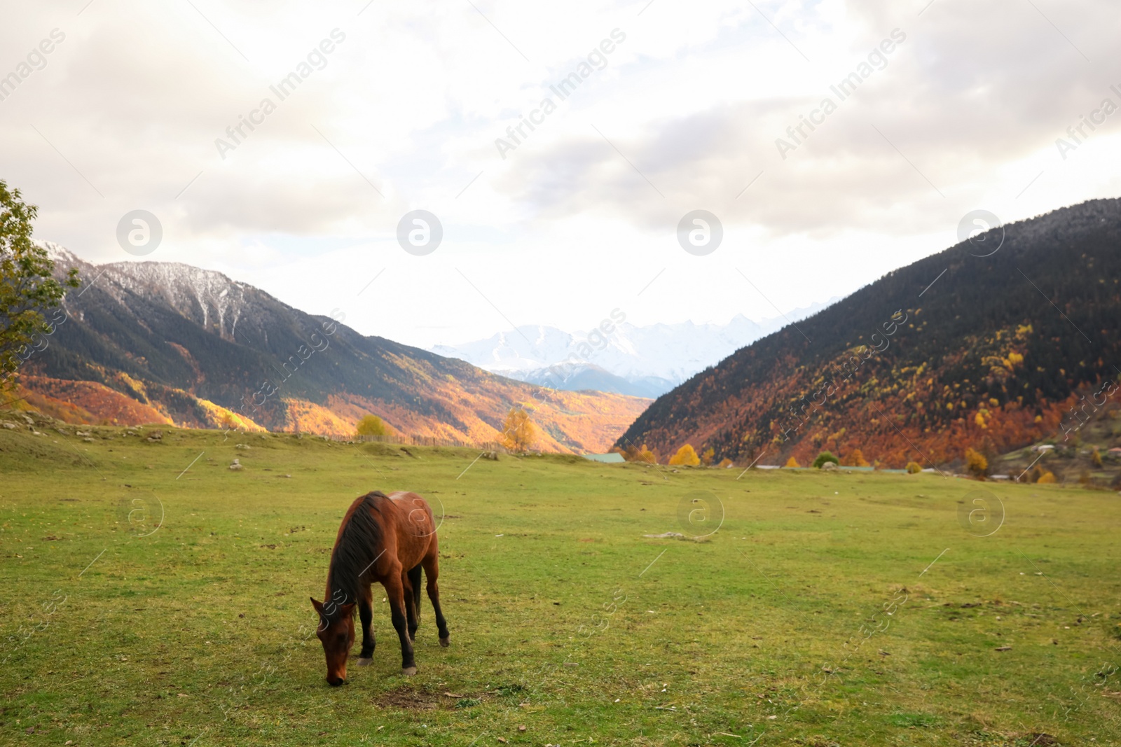 Photo of Brown horse grazing on meadow in mountains outdoors. Beautiful pet