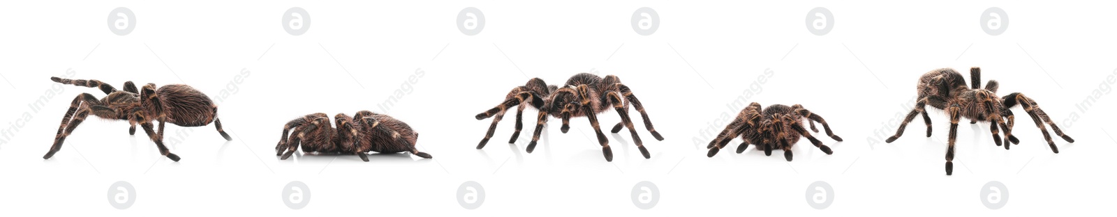 Image of Collage of striped knee tarantula (Aphonopelma seemanni) on white background. Banner design 