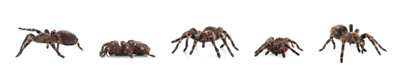 Image of Collage of striped knee tarantula (Aphonopelma seemanni) on white background. Banner design 
