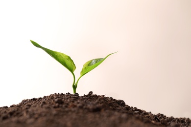 Photo of Young seedling in fertile soil on light background, space for text