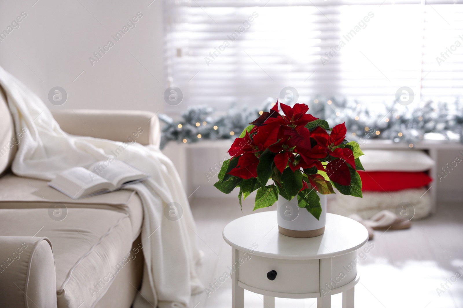 Photo of Beautiful potted poinsettia on table at home. Traditional Christmas flower