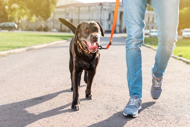 Photo of Owner walking his brown labrador retriever outdoors