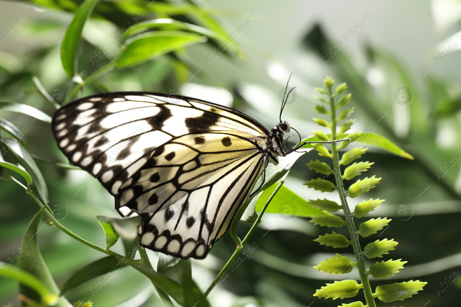 Photo of Beautiful rice paper butterfly on green plant in garden