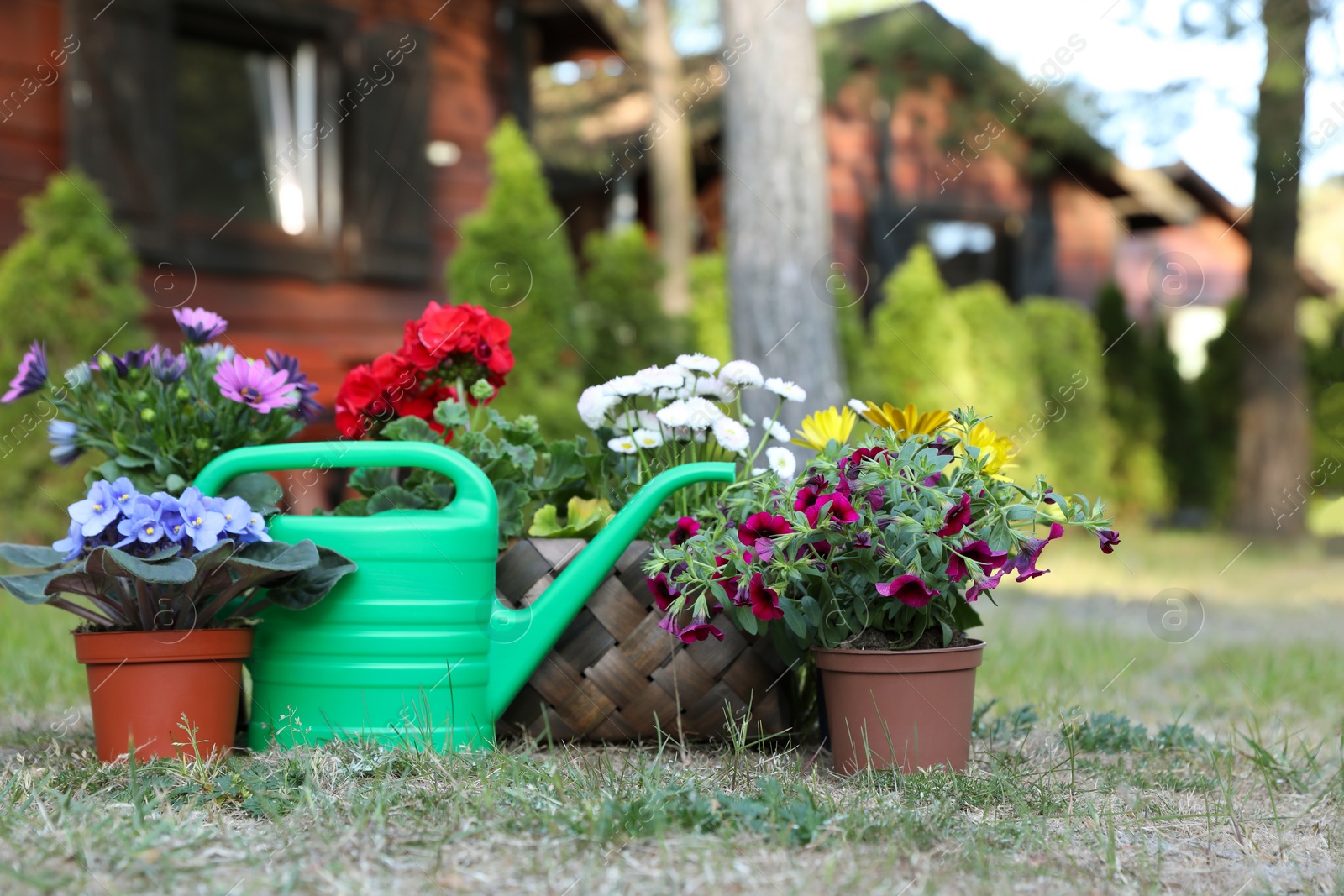 Photo of Beautiful blooming flowers and watering can on green grass in garden, space for text