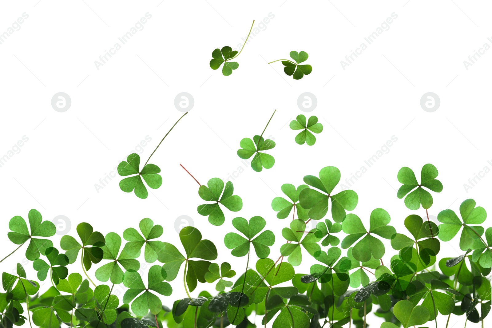 Image of Fresh green clover leaves on white background. St. Patrick's Day 