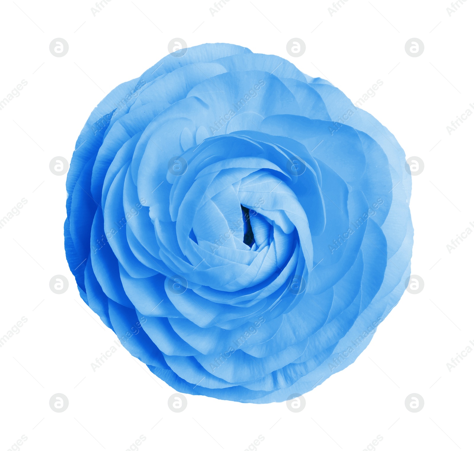 Image of Beautiful light blue ranunculus flower on white background