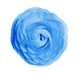 Beautiful light blue ranunculus flower on white background