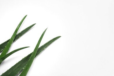 Photo of Fresh aloe vera leaves on white background. Space for text