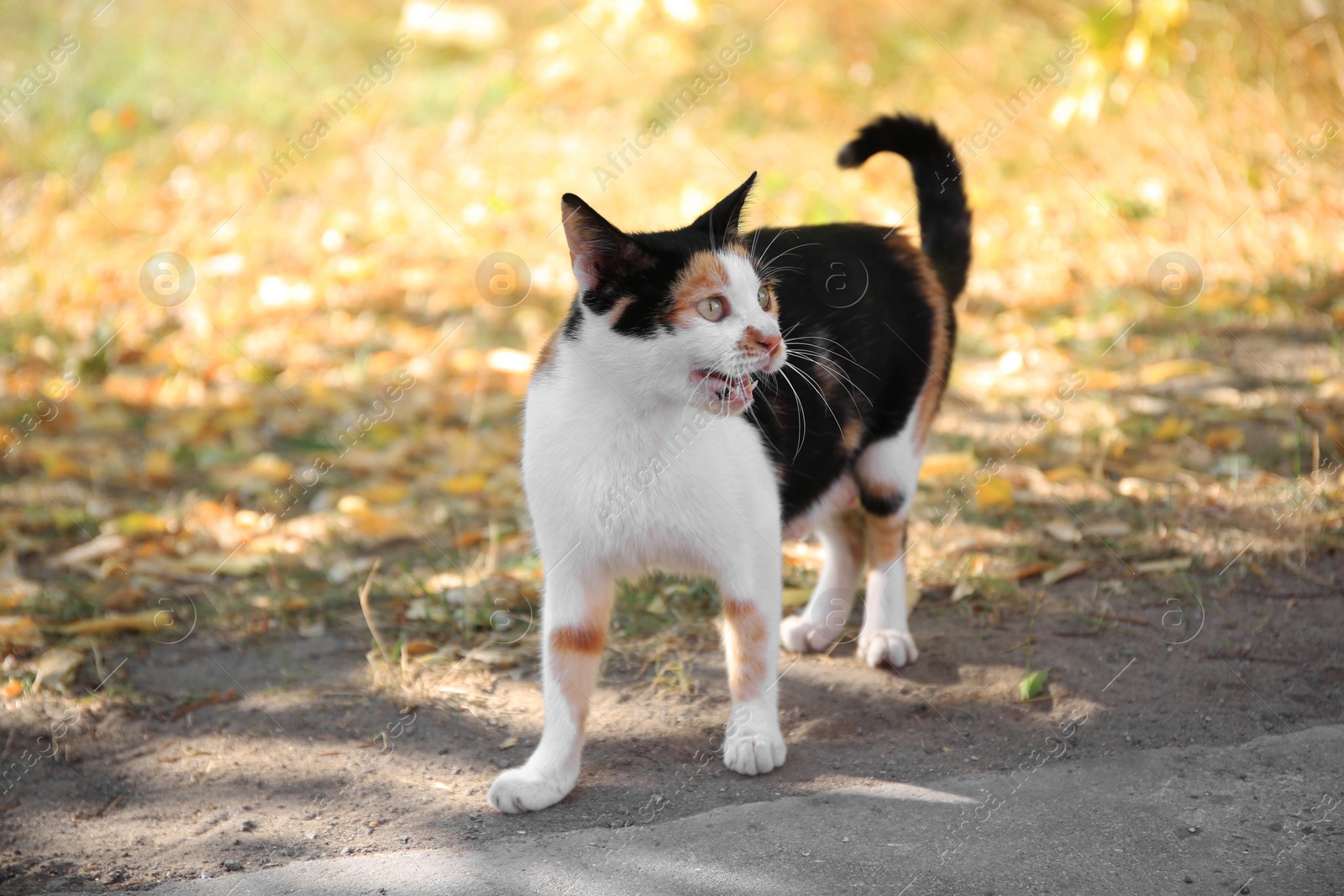 Photo of Lonely stray cat on near green grass. Homeless pet