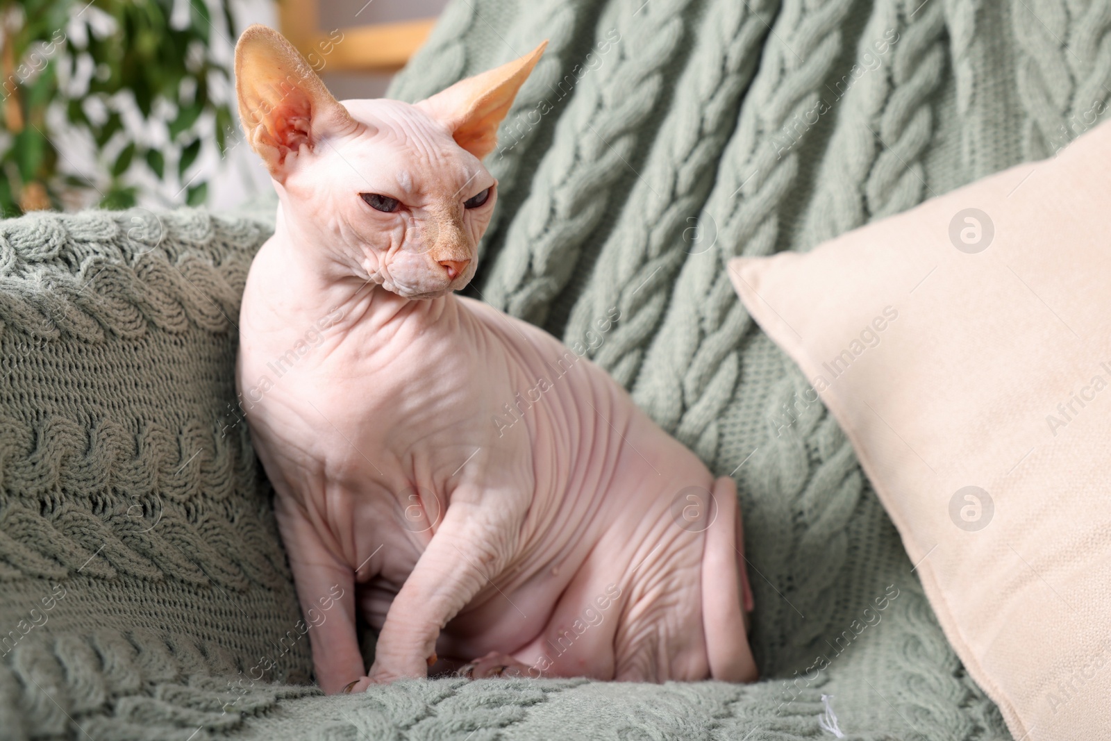 Photo of Cute Sphynx cat on sofa at home. Lovely pet