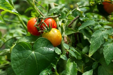 Closeup view of ripening tomatoes in garden