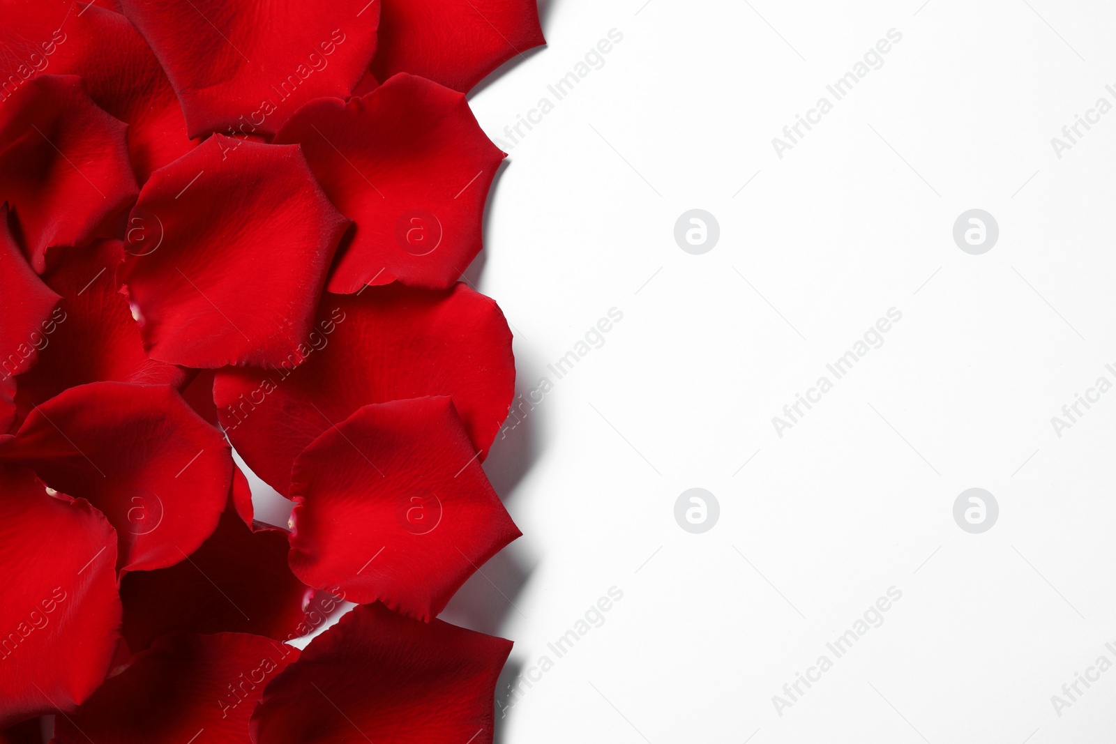 Photo of Beautiful red rose petals on white background, top view