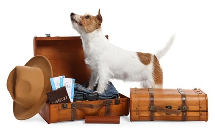 Travel with pet. Dog, clothes and suitcases on white background