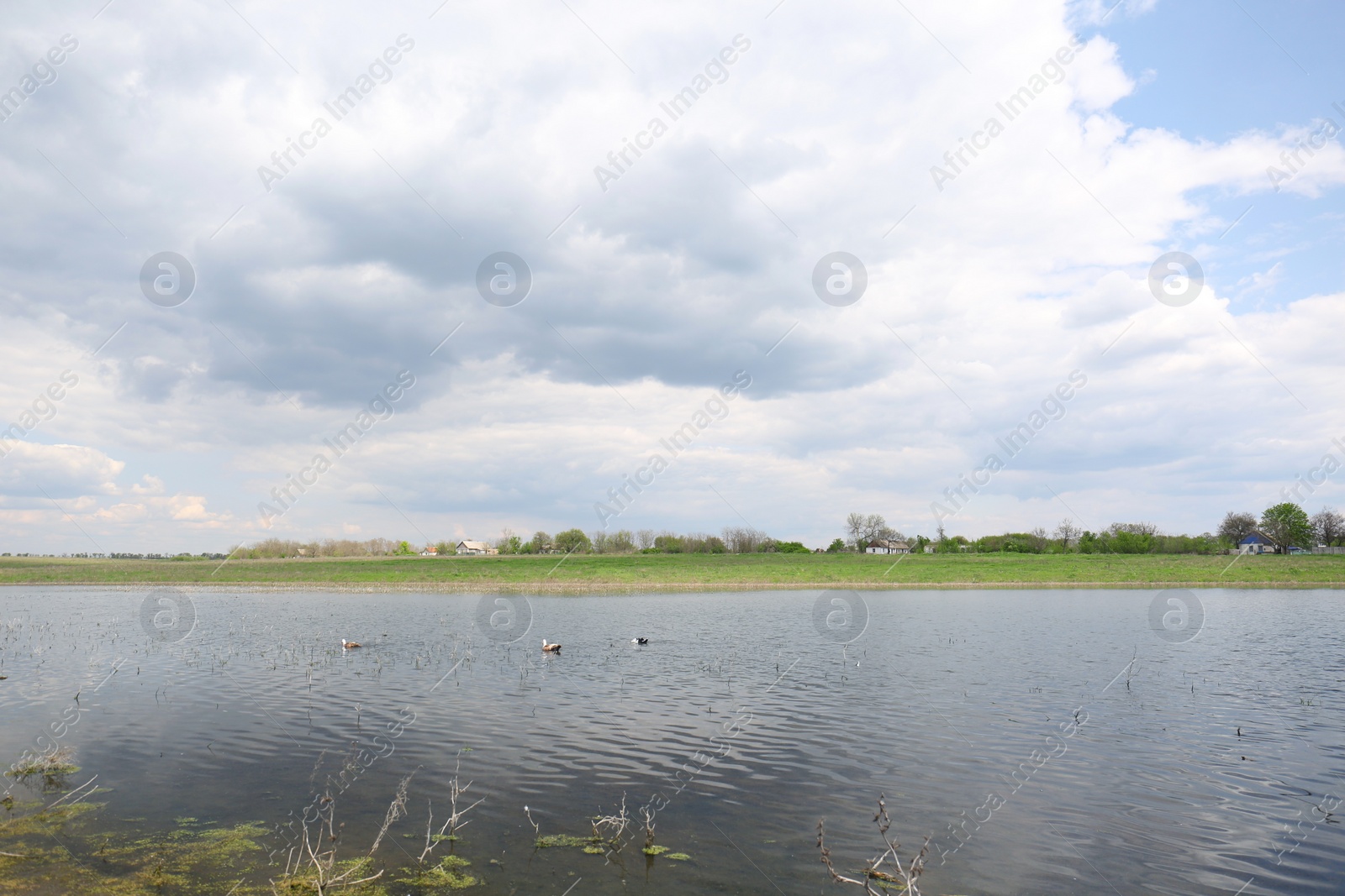 Photo of Ducks swimming in lake near village under sky with clouds