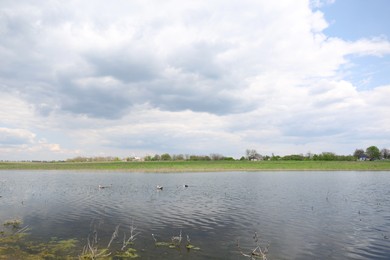 Ducks swimming in lake near village under sky with clouds