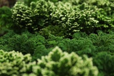 Beautiful green plant in floral shop, closeup