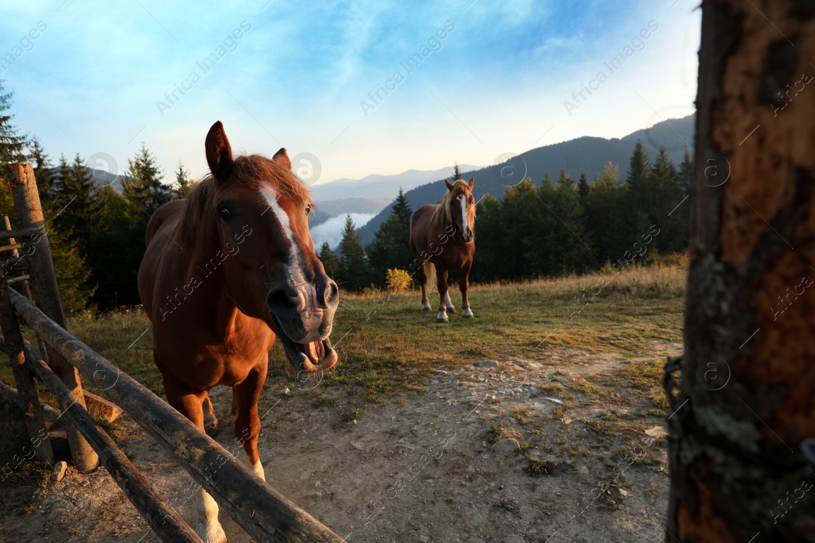 Photo of Beautiful horses near wooden fence in mountains