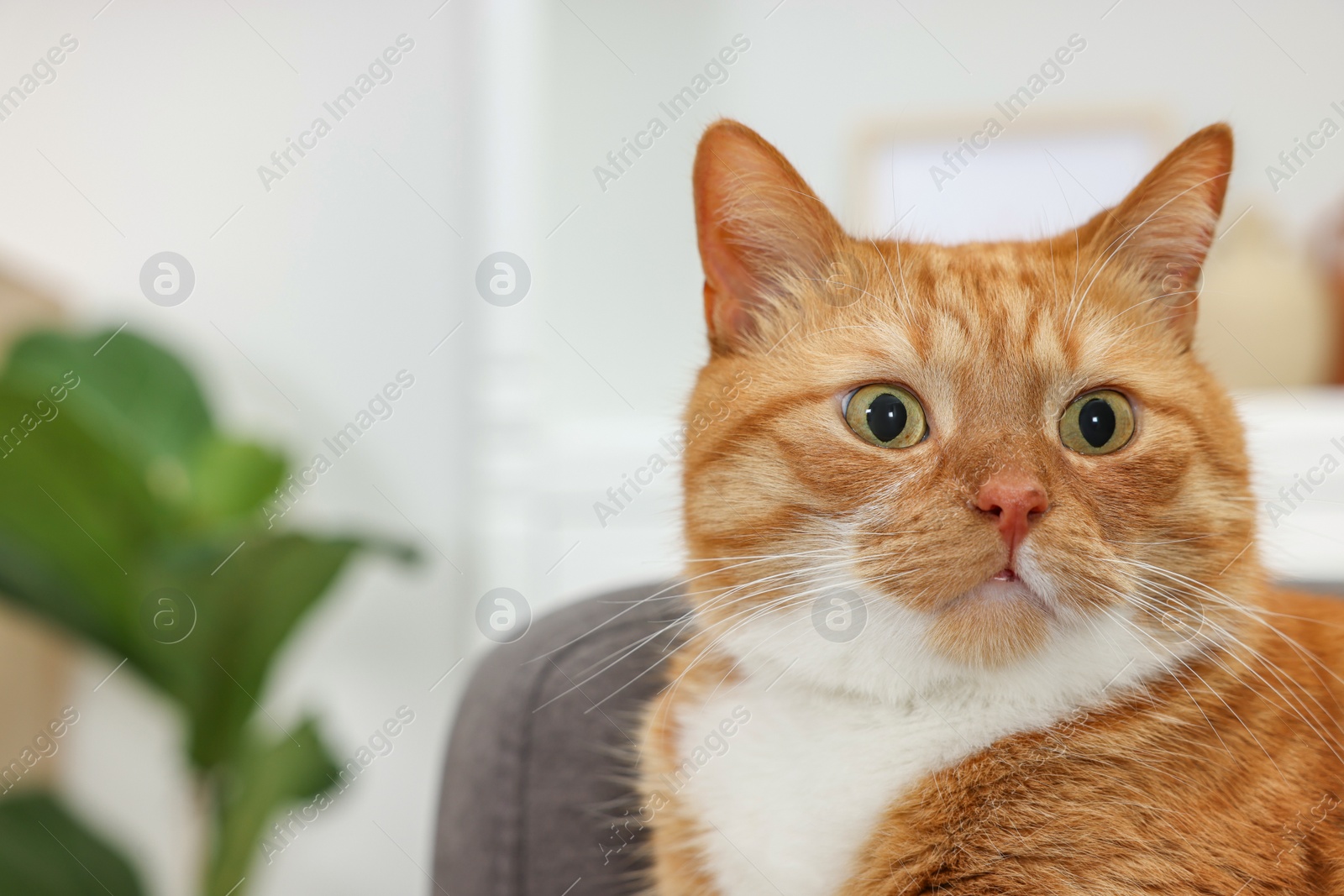 Photo of Cute ginger cat lying on armchair at home. Space for text