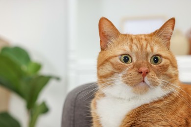 Cute ginger cat lying on armchair at home. Space for text