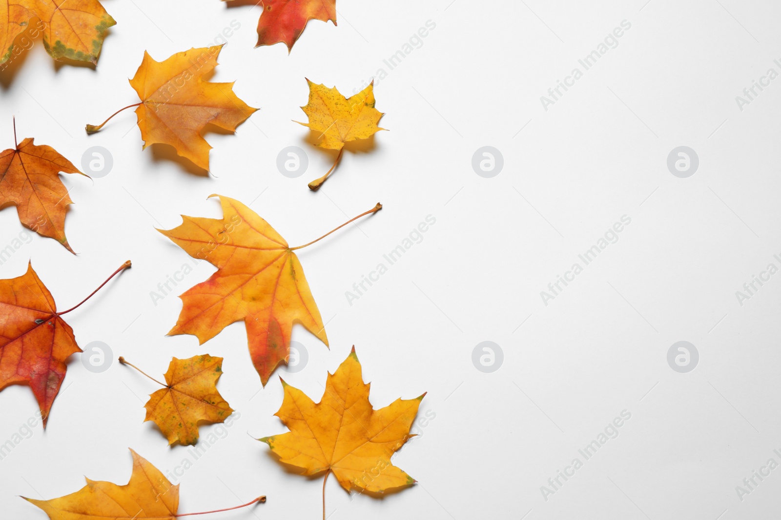 Photo of Flat lay composition with autumn leaves on white background. Space for text