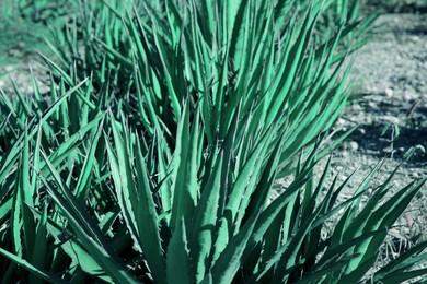 Photo of Closeup view of beautiful Agave plant growing outdoors