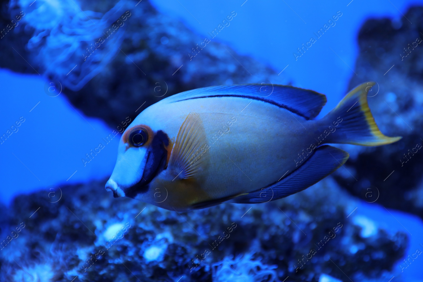 Photo of Beautiful surgeonfish swimming in clear aquarium water