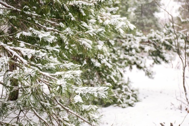 Photo of Coniferous branches covered with fresh snow, closeup