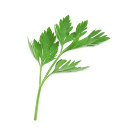 Leaves of fresh tasty parsley on white background