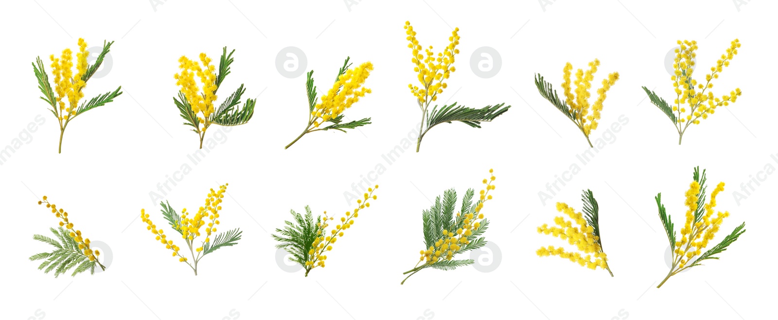 Image of Set with bright yellow mimosa flowers on white background. Banner design