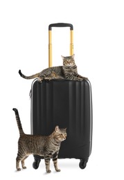 Image of Cute cats and suitcase packed for journey on white background. Travelling with pet