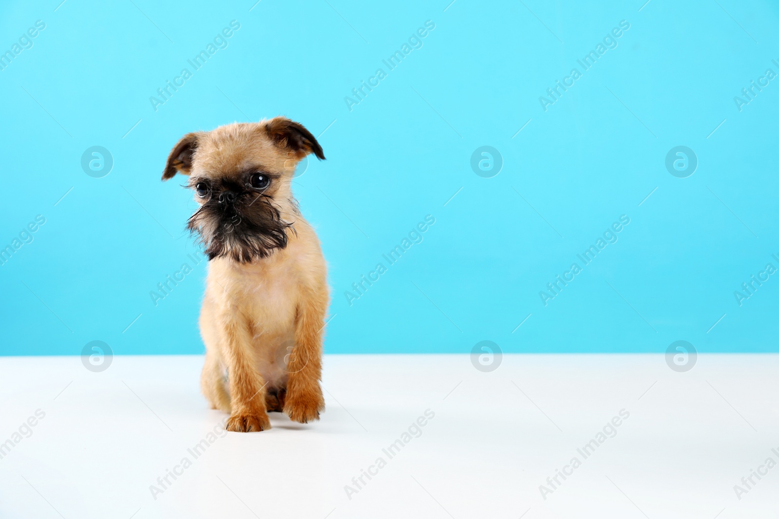 Photo of Studio portrait of funny Brussels Griffon dog on color background. Space for text