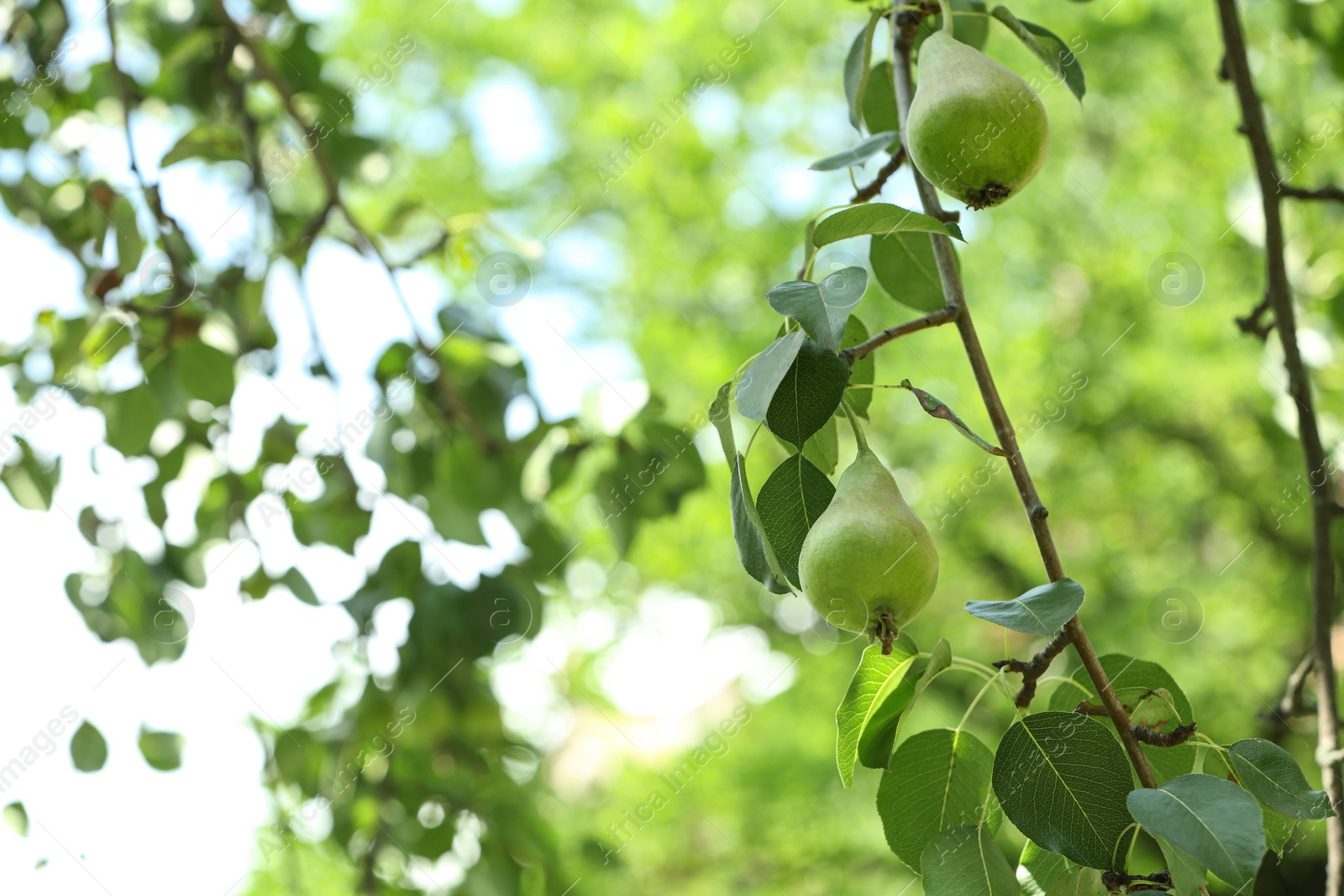 Photo of Pear tree with fruits on sunny day