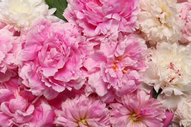 Photo of Beautiful aromatic peony flowers as background, closeup