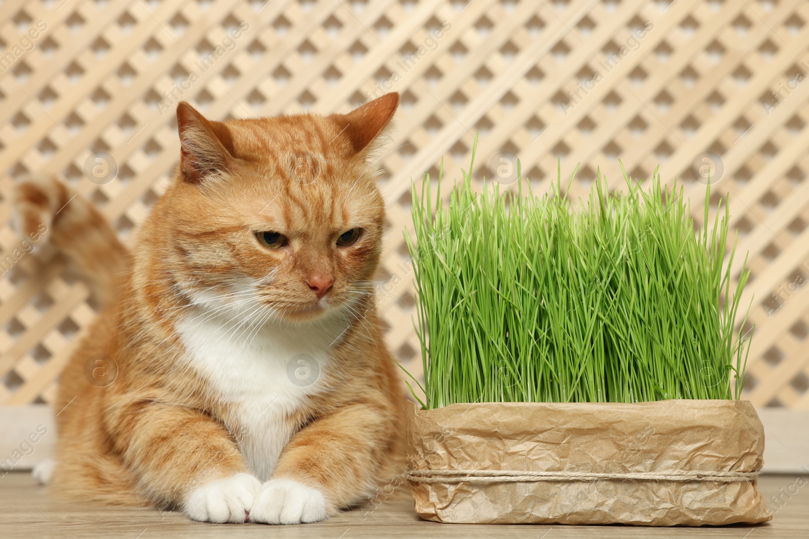 Photo of Cute ginger cat near potted green grass on wooden table