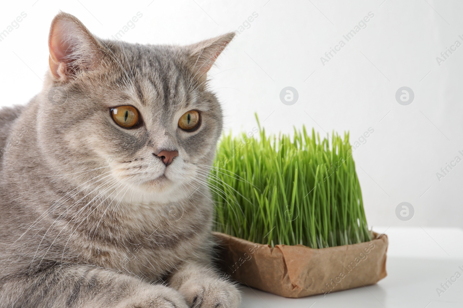 Photo of Cute cat and fresh green grass on white background