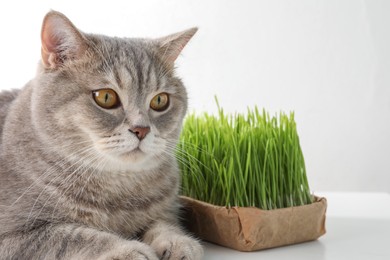 Cute cat and fresh green grass on white background