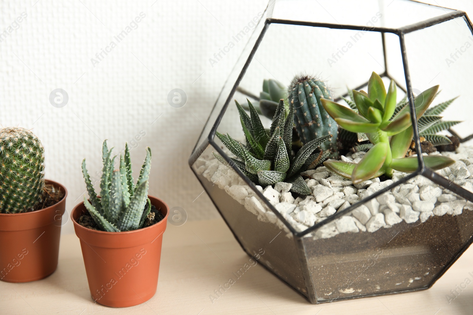 Photo of Different succulent plants on table near white wall. Home decor