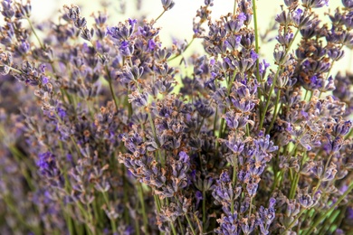 Photo of Blooming lavender flowers on color background, closeup