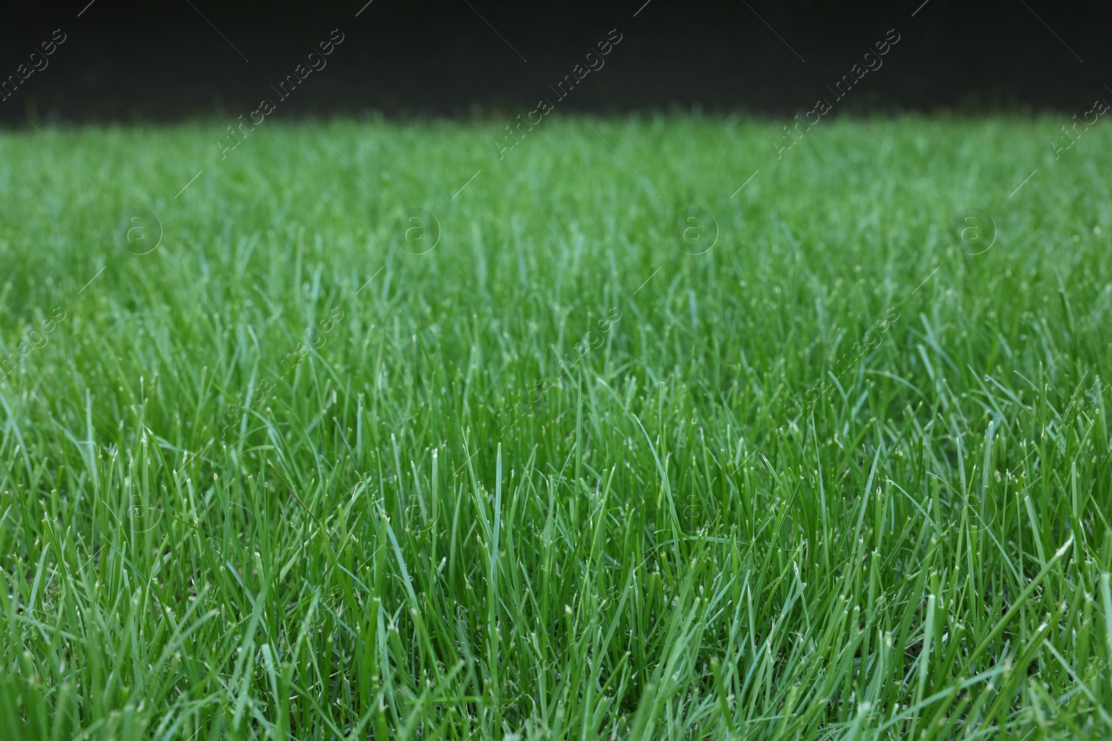 Photo of Fresh green grass growing outdoors on summer day