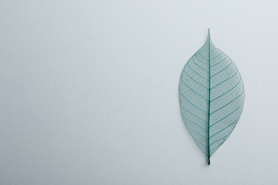 Photo of Beautiful decorative skeleton leaf and space for text on white background