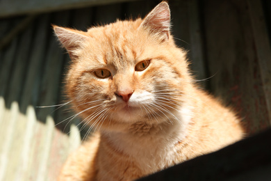 Beautiful ginger stray cat outdoors on sunny day, closeup