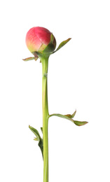 Beautiful pink peony bud isolated on white