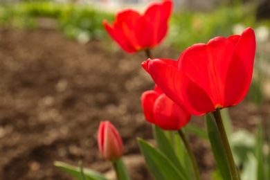 Photo of Beautiful bright tulips in garden, space for text. Blooming spring flowers