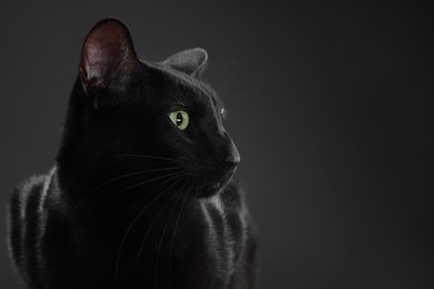 Adorable cat on black background, space for text. Lovely pet