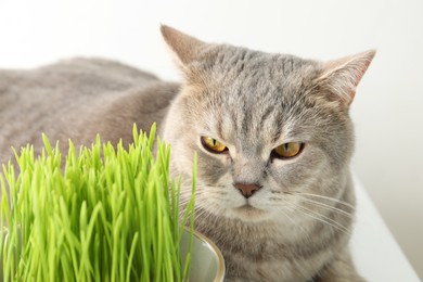 Cute cat and fresh green grass on white background, closeup