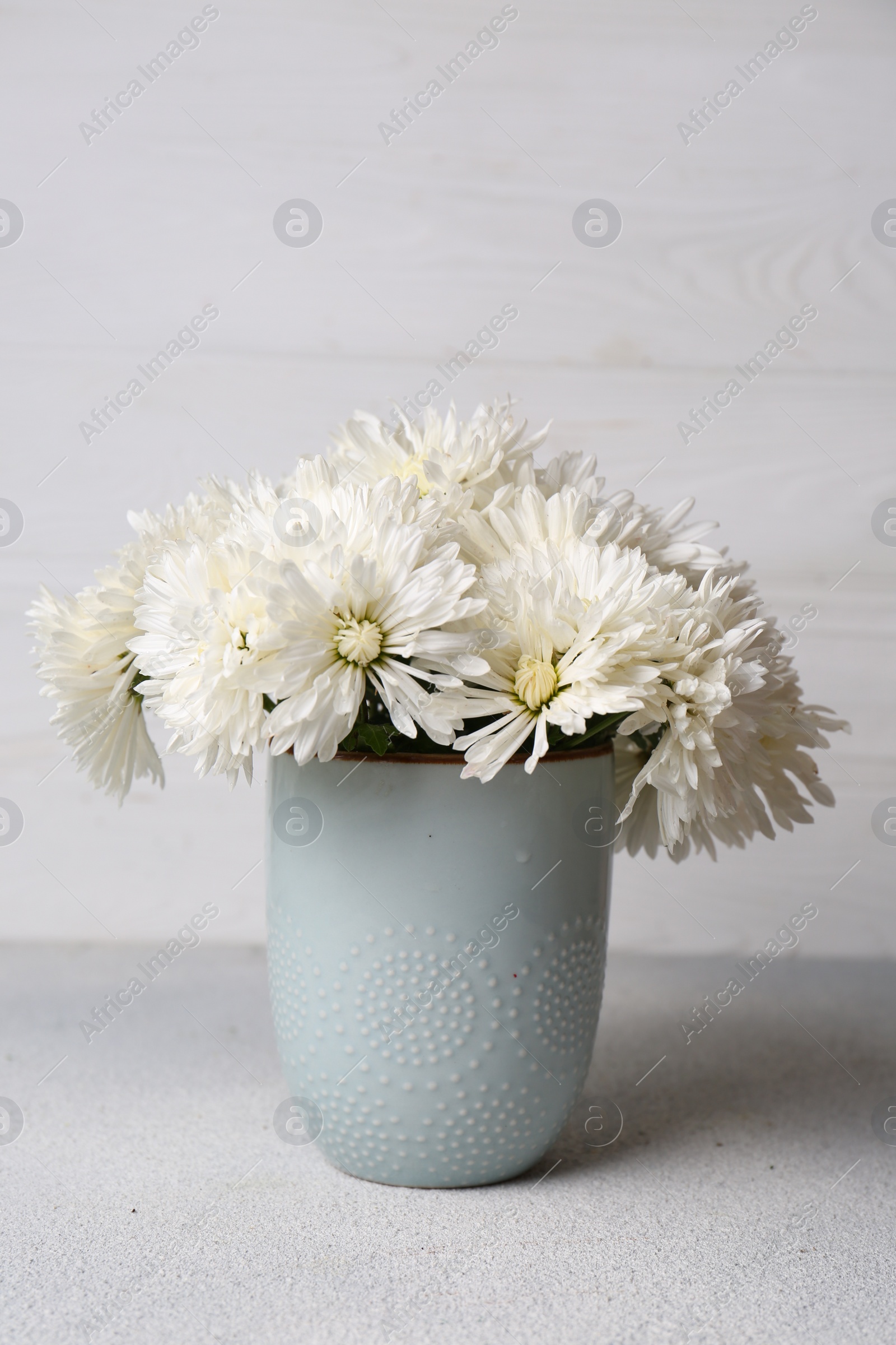 Photo of Beautiful chrysanthemum flowers in vase on grey table