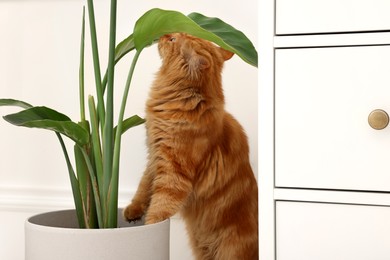 Adorable cat near green houseplant at home