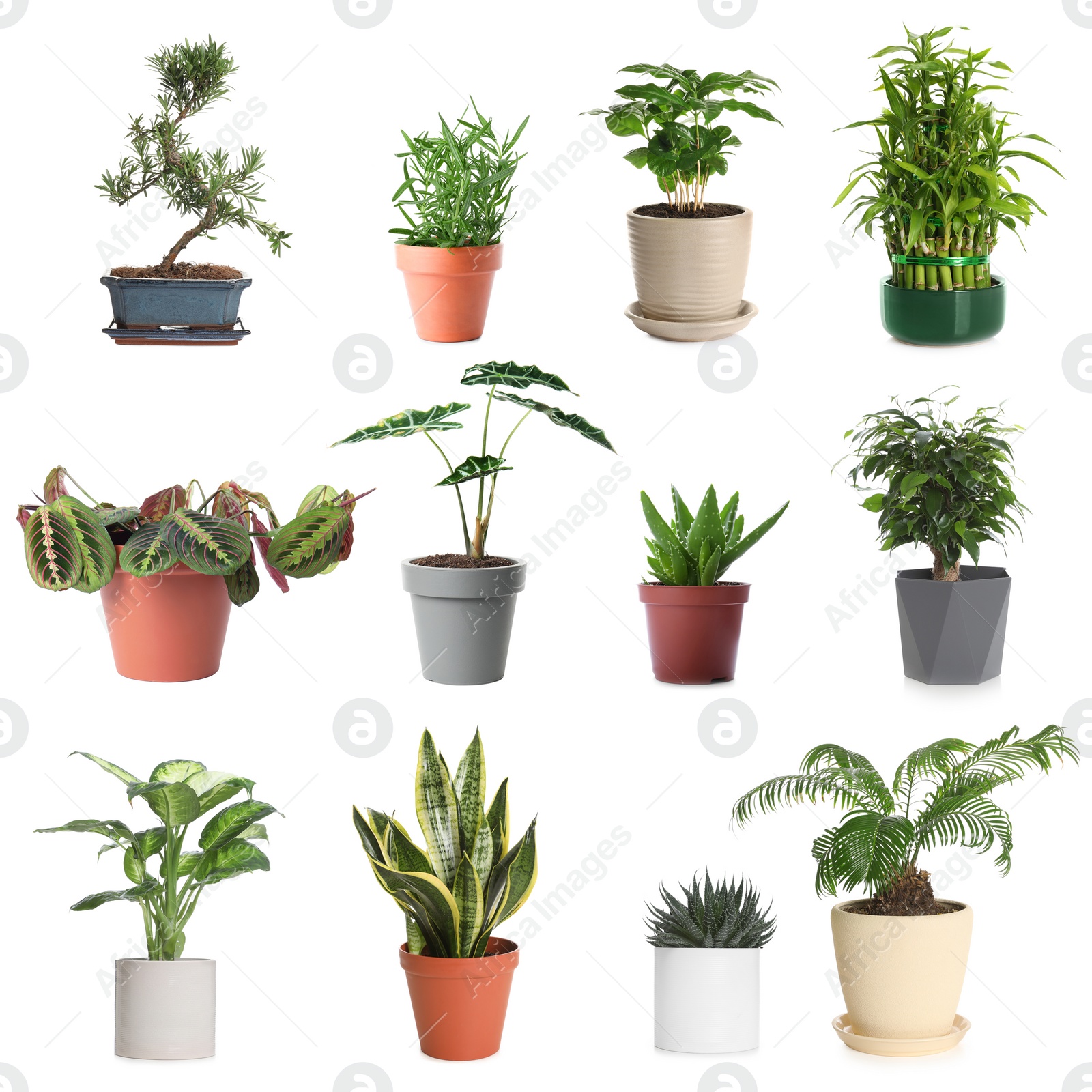 Image of Set of different houseplants in flower pots on white background